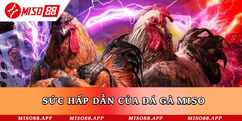 Sức hấp dẫn của đá gà Miso